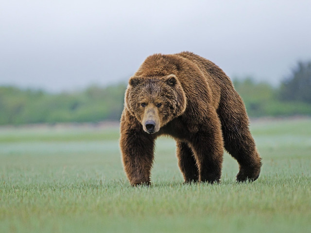 Large brown bear sad field free wallpaper for desktop - medium preview image