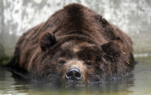 Bear laying water looking distance free wallpaper for desktop - medium preview image