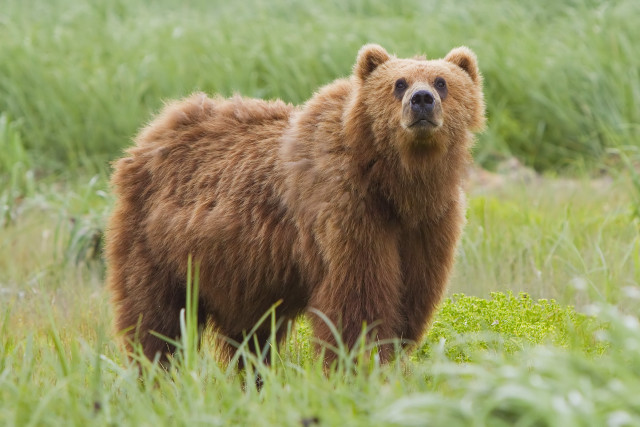 Brown bear serious look grassy free wallpaper for desktop - medium preview image