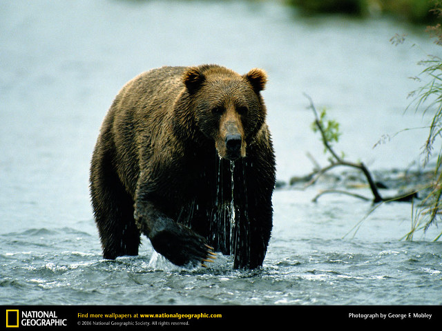 Bear standing water fish branch free wallpaper for desktop - medium preview image