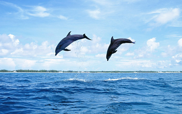 Dolphins jumping ocean blue sky #18 free wallpaper for desktop - medium preview image