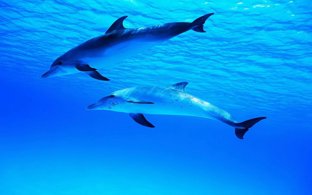 Dolphins swimming ocean sunlight underwater free wallpaper for desktop - medium preview image