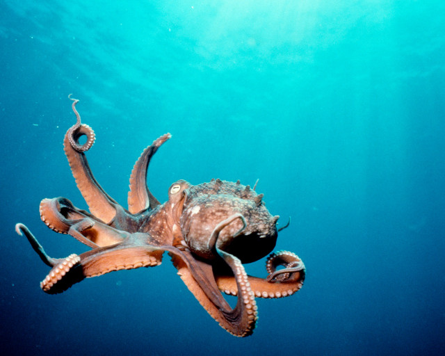 Octopus swimming ocean tentacles extended free wallpaper for desktop - medium preview image