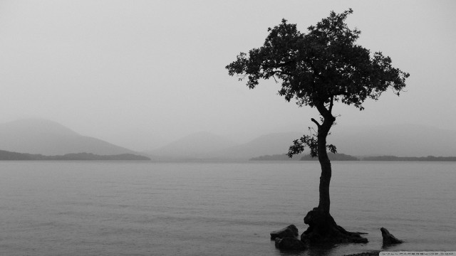 Tree lake mountains foggy bw free wallpaper for desktop - medium preview image