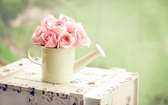 Watering can pink roses outside free wallpaper for desktop - medium preview image