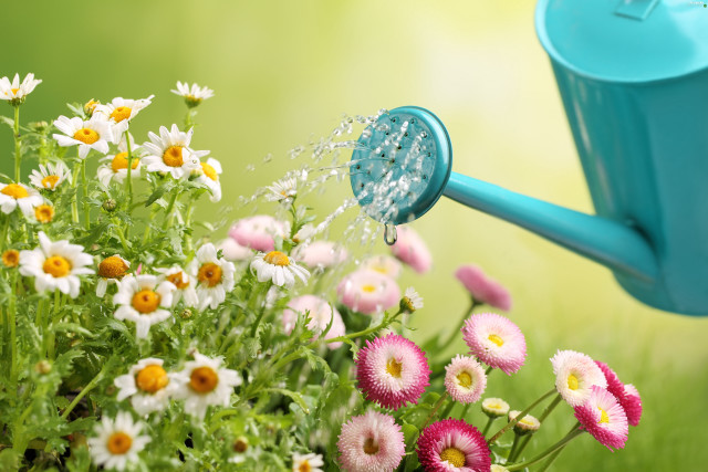 Watering can pouring water field free wallpaper for desktop - medium preview image