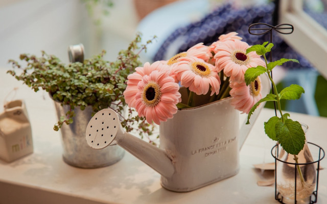 Watering can flowers table plant free wallpaper for desktop - medium preview image