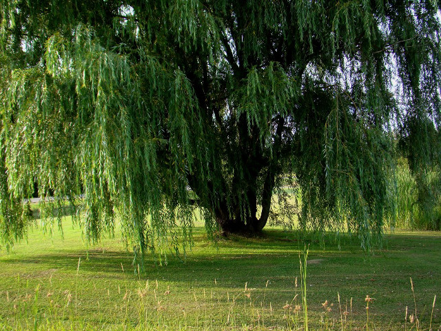 Large tree grassy field fence free wallpaper for desktop - medium preview image