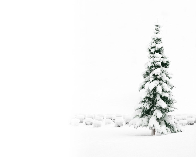 Snow covered tree snowy field free wallpaper for desktop - medium preview image