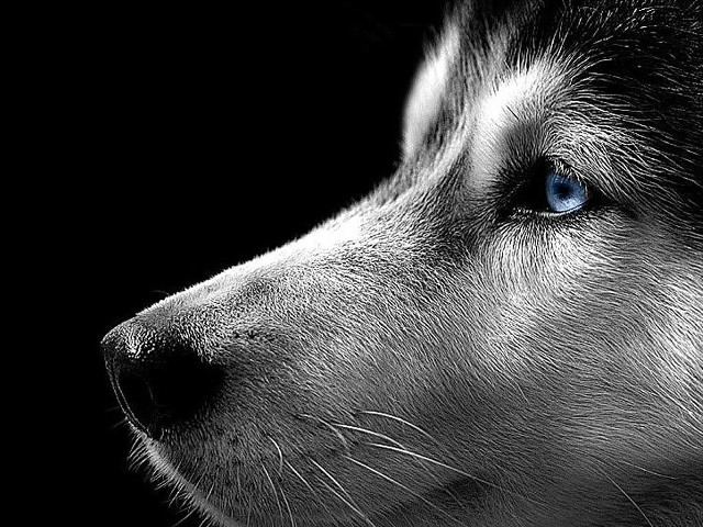 Husky blue eyes dog black free wallpaper for desktop - medium preview image