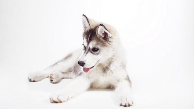Husky dog lying white background free wallpaper for desktop - medium preview image