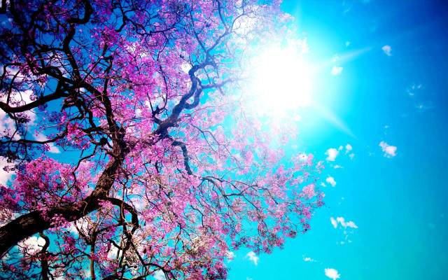 Tree purple flowers sun blue free wallpaper for desktop - medium preview image