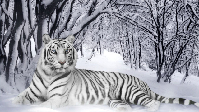 White tiger snow trees ground #3 free wallpaper for desktop - medium preview image