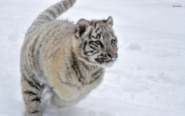 White tiger running snow wild free wallpaper for desktop - medium preview image