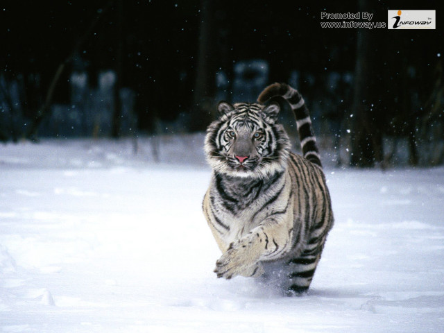 Tiger running snow forest night free wallpaper for desktop - medium preview image