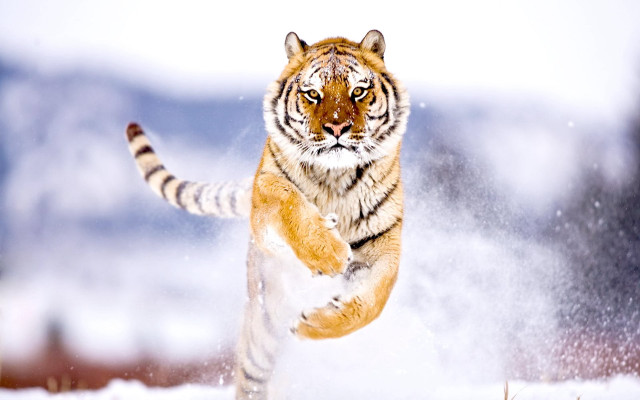 Tiger running snow wild paws #4 free wallpaper for desktop - medium preview image