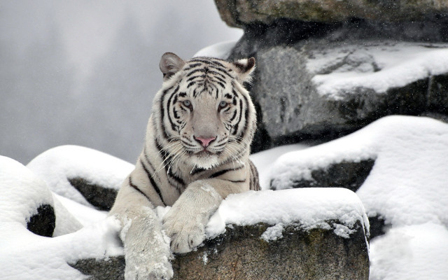 White tiger snow covered rocks free wallpaper for desktop - medium preview image