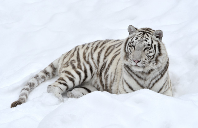 White tiger snow sad looking free wallpaper for desktop - medium preview image