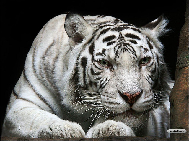 White tiger black background repeated free wallpaper for desktop - medium preview image