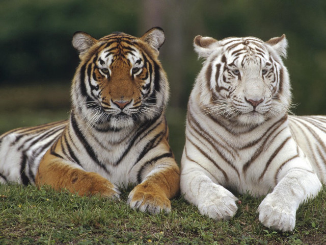 Two white tigers laying grass #2 free wallpaper for desktop - medium preview image