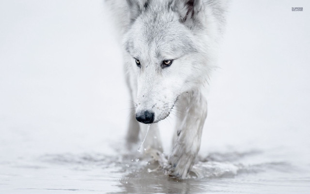 Wolf walking water snow droplets free wallpaper for desktop - medium preview image