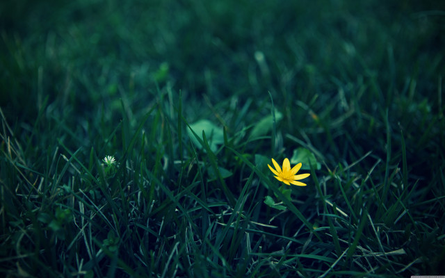 Yellow flower grass sunny day free wallpaper for desktop - medium preview image