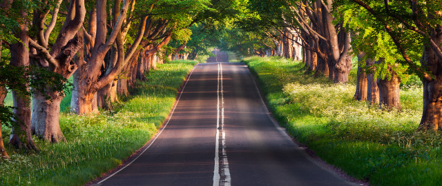 Road tree lined forest grass free wallpaper for desktop - medium preview image