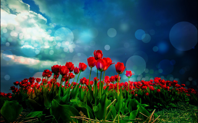 Red flowers blue sky clouds #5 free wallpaper for desktop - medium preview image