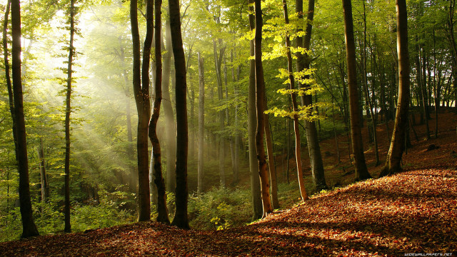 Forest hillside trees leaves grass free wallpaper for desktop - medium preview image
