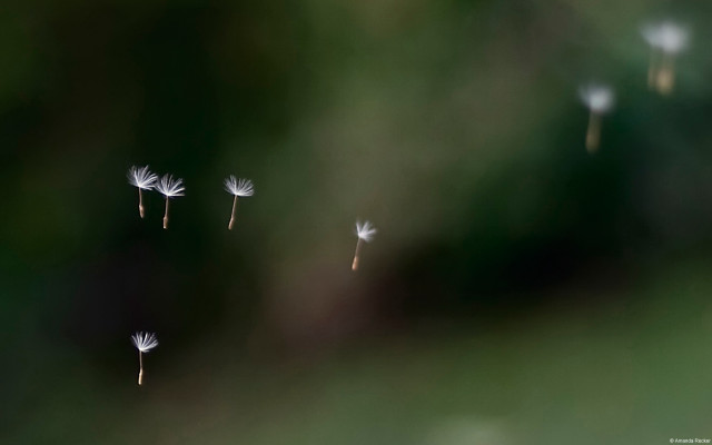 Dandelions blowing wind sunny day free wallpaper for desktop - medium preview image