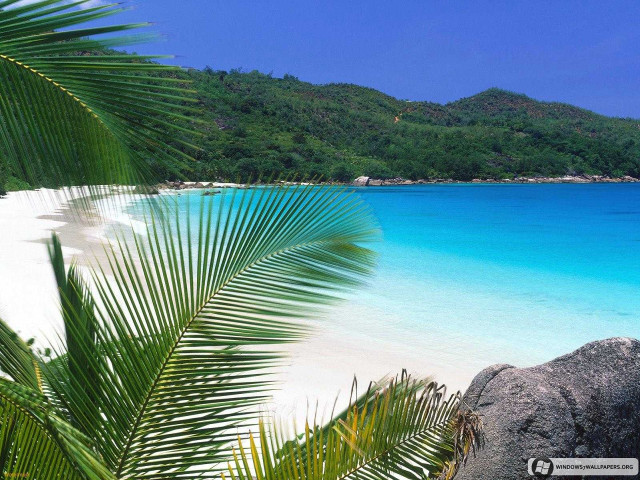 Beach palm tree blue ocean #7 free wallpaper for desktop - medium preview image