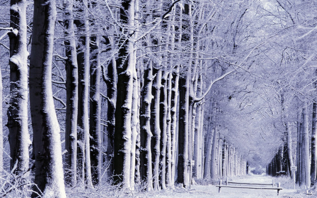 Snowy path forest benches trees free wallpaper for desktop - medium preview image
