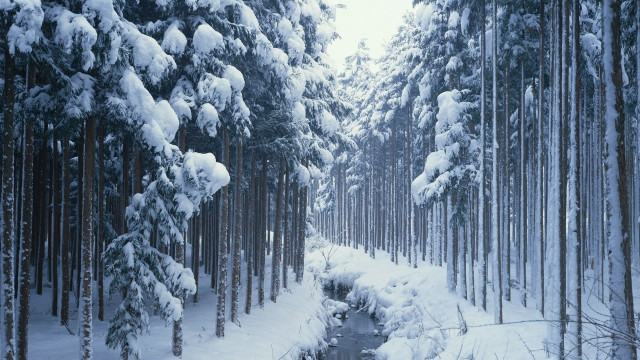 Snowy forest stream winter romanticism free wallpaper for desktop - medium preview image
