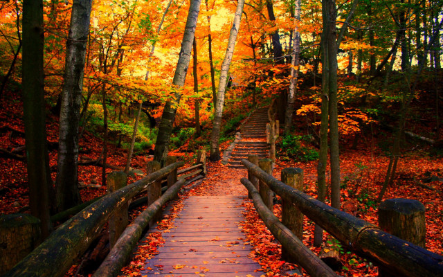 Wooden path fall leaves orange free wallpaper for desktop - medium preview image