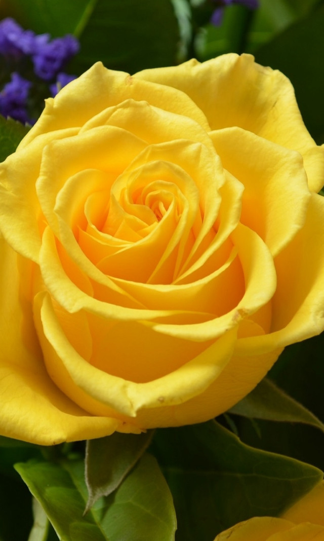 Yellow rose purple flowers green free wallpaper for mobile - medium preview image