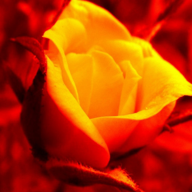 Yellow rose red background red free wallpaper for tablet - medium preview image
