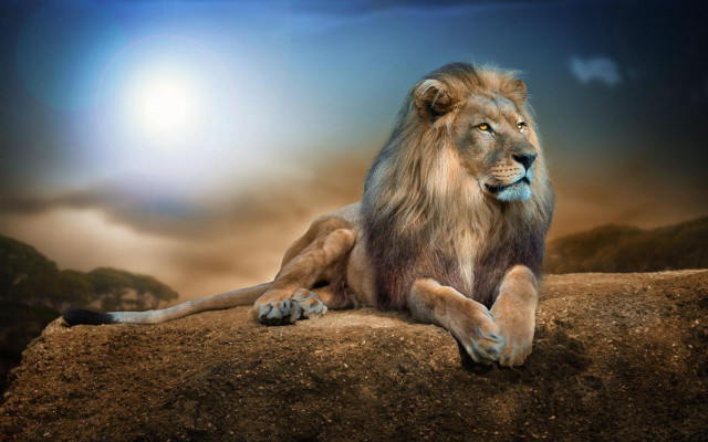 Lion sitting rock sky background #2 free wallpaper for desktop - medium preview image