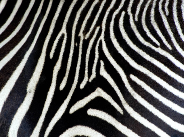 Zebra closeup skin pattern black free wallpaper for desktop - medium preview image