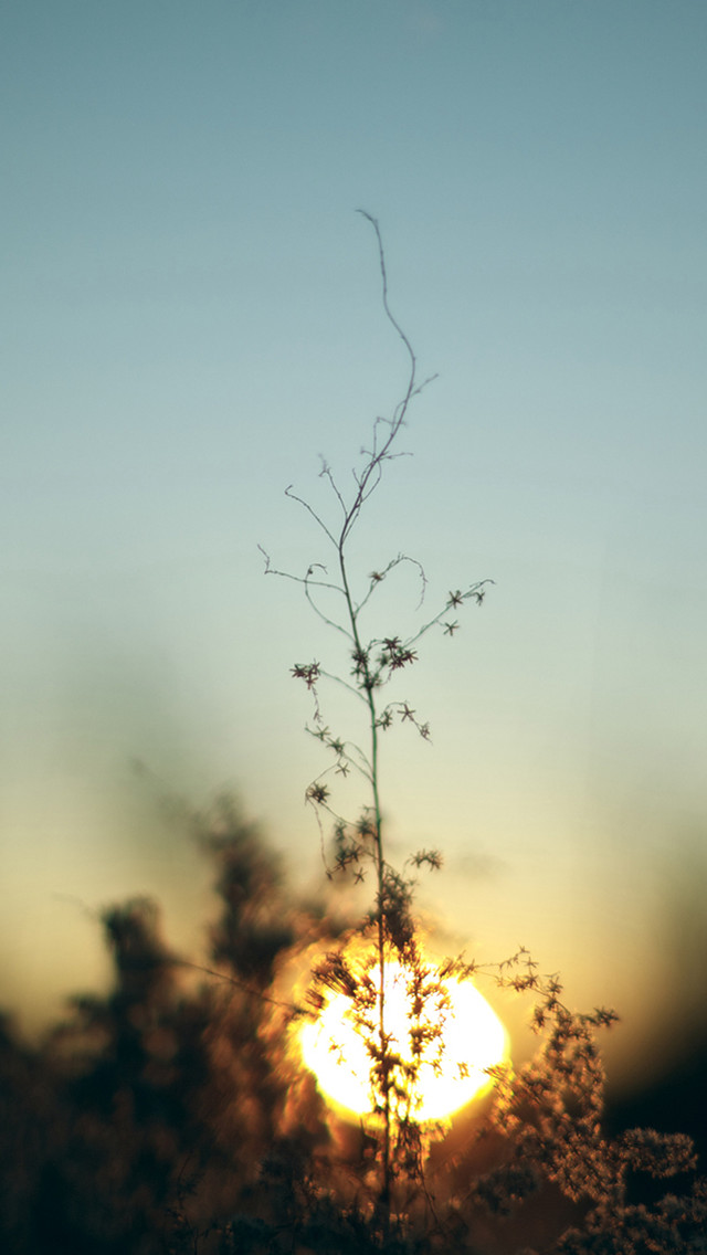 Plant sun sky clouds branches free wallpaper for mobile - medium preview image