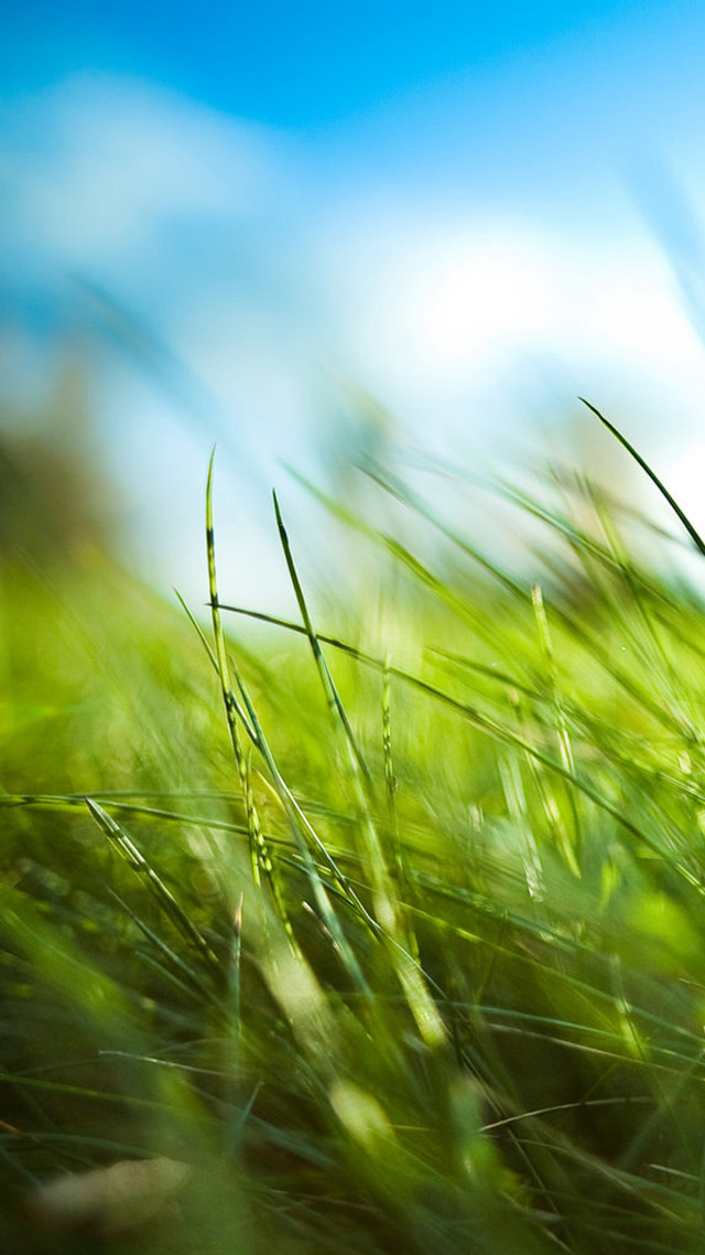 Grass field blue sky blurry #2 free wallpaper for mobile - medium preview image