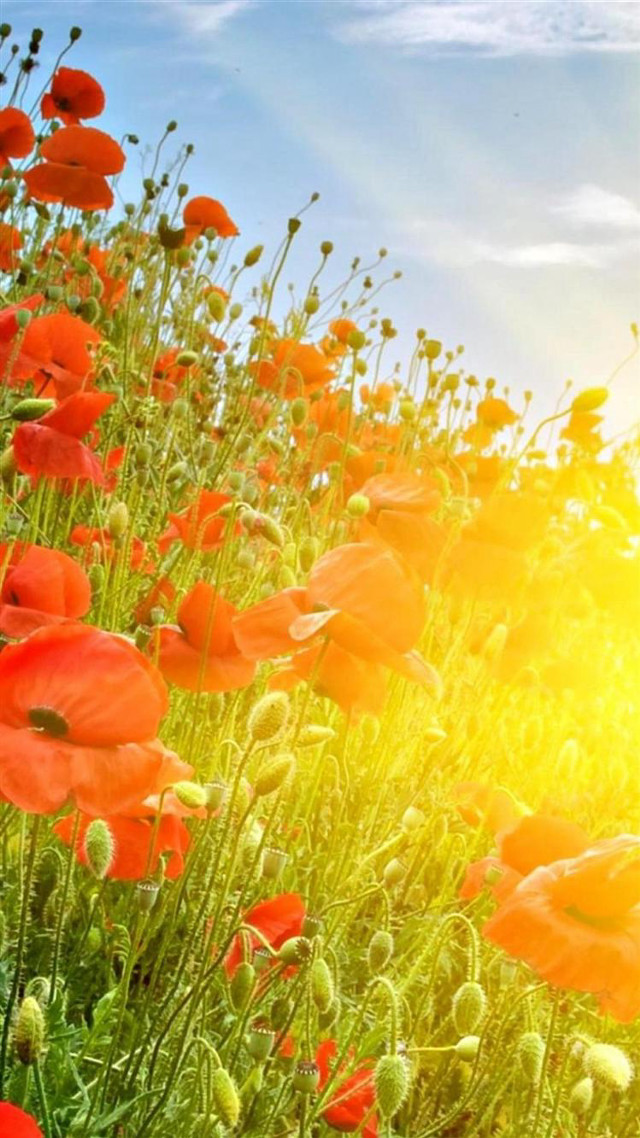 Red flowers sunlight clouds background free wallpaper for mobile - medium preview image