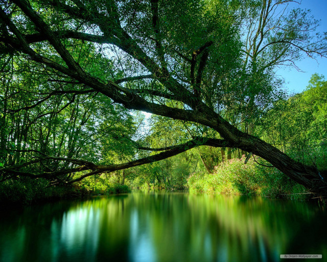 River tree blue sky background #6 free wallpaper for desktop - medium preview image
