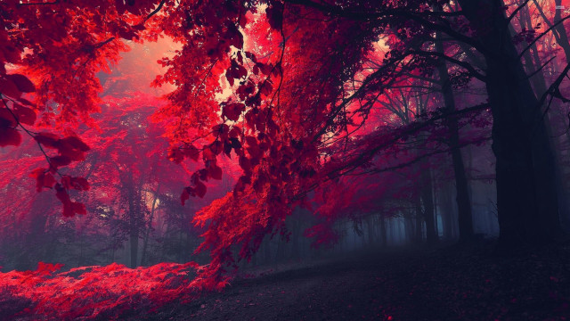 Red forest trees leaves ground #3 free wallpaper for desktop - medium preview image