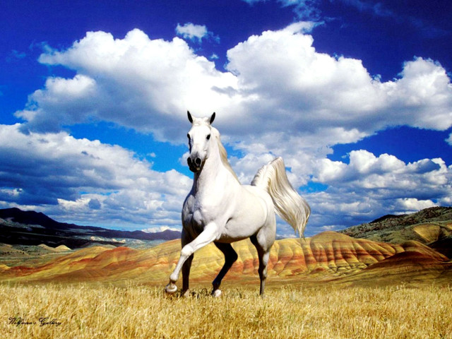 White horse running dry grass #2 free wallpaper for desktop - medium preview image