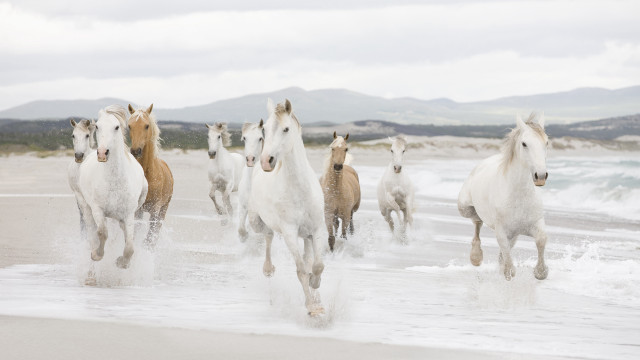 Horses running beach ocean mountains free wallpaper for desktop - medium preview image