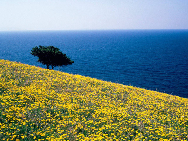 Lone tree hill sea yellow free wallpaper for desktop - medium preview image
