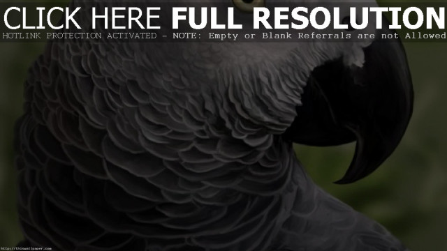 Large bird black beak white free wallpaper for desktop - medium preview image