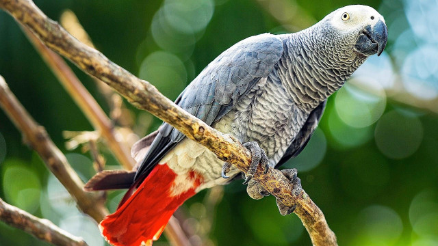 Parrot perched branch tree blurry #2 free wallpaper for desktop - medium preview image