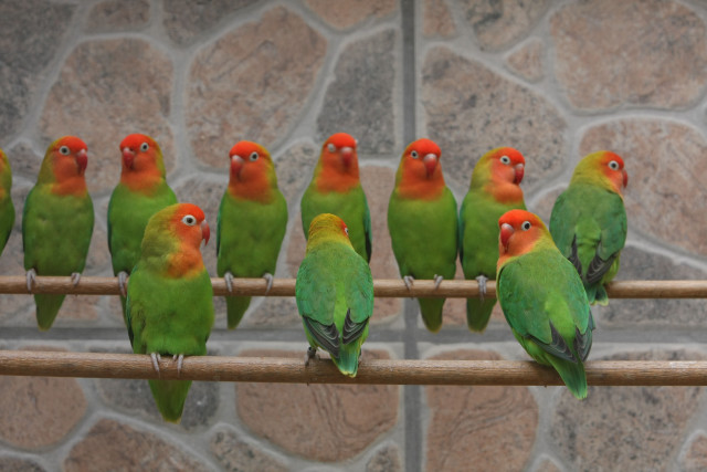 Colorful birds wooden perch stone free wallpaper for desktop - medium preview image