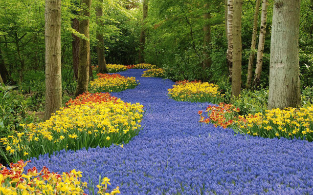 Blue path forest flowers trees free wallpaper for desktop - medium preview image